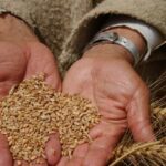 El país importa 1,9 millones de toneladas de trigo