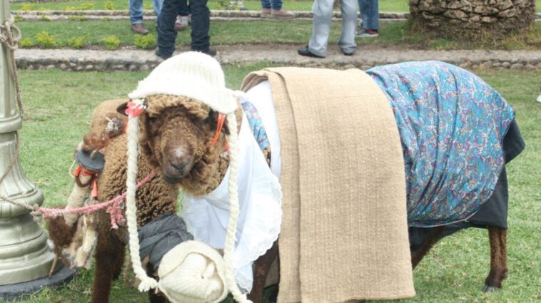 En Nobsa, Boyacá, se preparan para celebrar el día mundial de la ruana