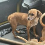 Entre perros muertos vivían otros caninos en Bucaramanga