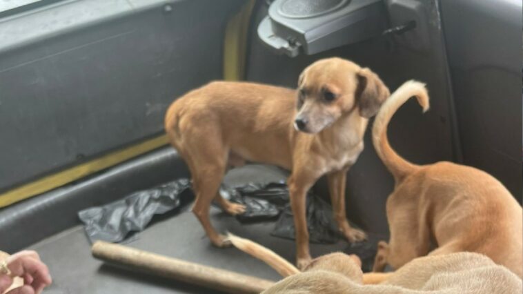 Entre perros muertos vivían otros caninos en Bucaramanga