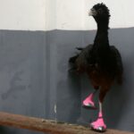 Estudiantes de diseño crean zapatos para ave con patas deformadas