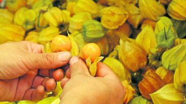 Exportaciones de frutas exóticas crecieron 15,6%