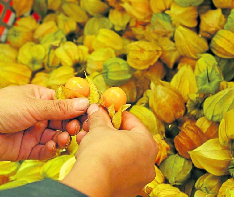 Exportaciones de frutas exóticas crecieron 15,6%