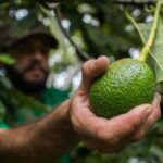 Fortalecen esquema productivo de aguacateros del Norte de Caldas