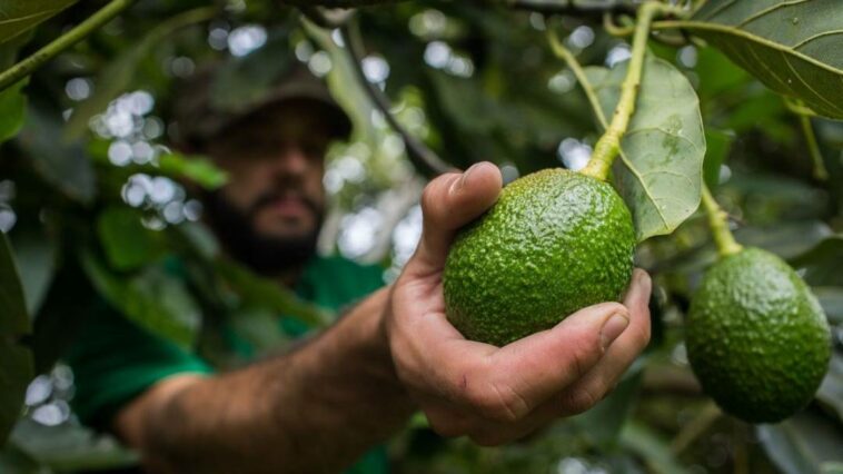 Fortalecen esquema productivo de aguacateros del Norte de Caldas