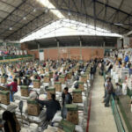 Gobernación da gran respaldo a 266 productores paneleros de Quinchía