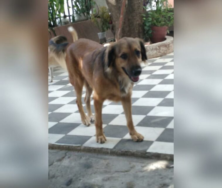 Hombre agredió con arma traumática a un perro en Valledupar