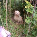 Ipiales: metieron a perro vivo dentro de un costal y lo abandonaron en los matorrales