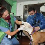 Judicializado hombre que habría golpeado a una cachorra en una vivienda del centro de Bogotá