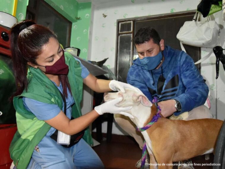 Judicializado hombre que habría golpeado a una cachorra en una vivienda del centro de Bogotá