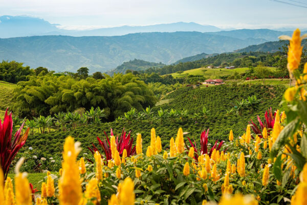 Paisaje Cultural Cafetero de Colombia cumplió 11 años como patrimonio mundial