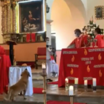 Perrito se robó pan de la iglesia durante una misa y quedó en video