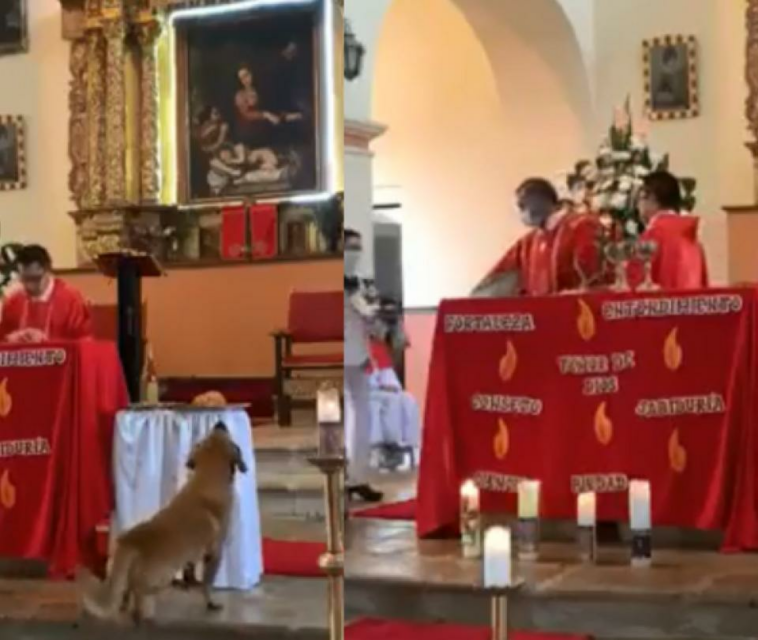 Perrito se robó pan de la iglesia durante una misa y quedó en video