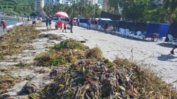 Recolectan material orgánico en las playas de El Rodadero