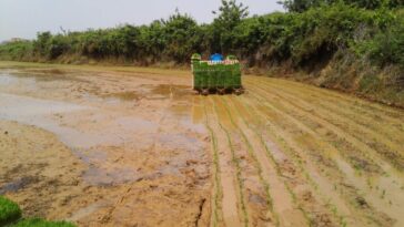 Reducir costos y mejorar la productividad es el objetivo del proyecto de trasplante de arroz