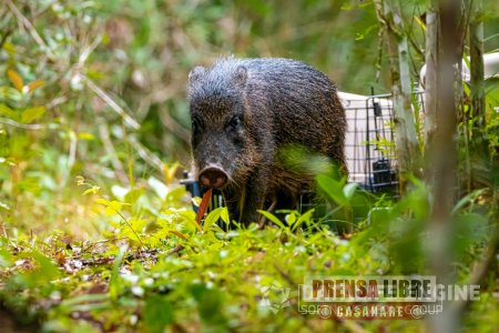 Regresaron a la libertad ejemplares de fauna silvestre en La Macarena