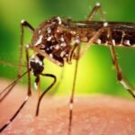 Se mantiene alerta por aumento de casos de dengue en Sincelejo