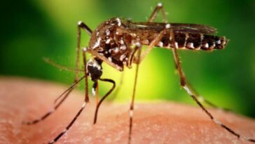 Se mantiene alerta por aumento de casos de dengue en Sincelejo