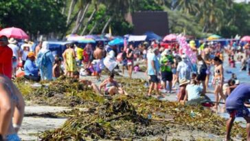 Serpiente 'altamente venenosa' mordió a turista en playa de Santa Marta