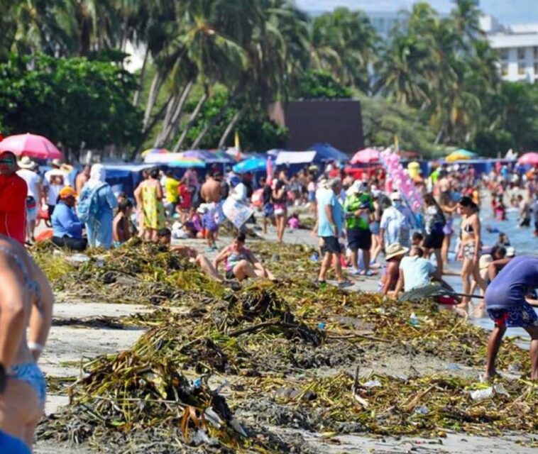 Serpiente 'altamente venenosa' mordió a turista en playa de Santa Marta