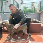 Una perrita callejera se convirtió en la mejor amiga de la Policía en Arjona