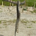 ¡Tremendo susto! Serpiente mordió a un turista en una playa de Santa Marta