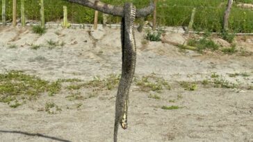 ¡Tremendo susto! Serpiente mordió a un turista en una playa de Santa Marta