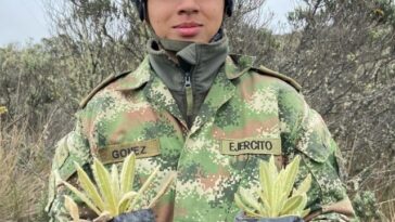 200 frailejones fueron sembrados en el Parque Natural de Los Nevados