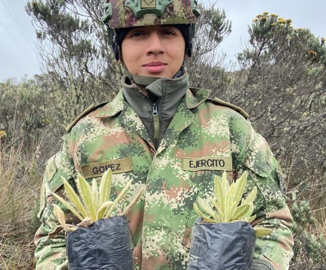 200 frailejones fueron sembrados en el Parque Natural de Los Nevados