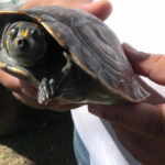 220 tortugas Terecay regresaron a su entorno natural