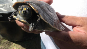 220 tortugas Terecay regresaron a su entorno natural