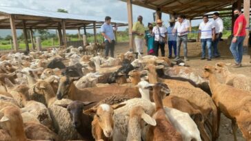 El resguardo de Tamaquito II, recibirá individuos de ovinos y caprinos por disposición del alcalde de Barrancas, que quiere repoblar de animales la zona rural.