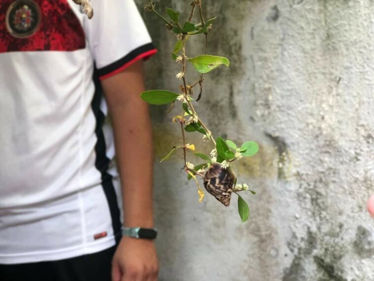 Alerta por aparición de caracol venenoso en Montería: así puede identificarlo