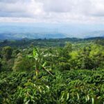 Así están estafando a los campesinos en el Huila