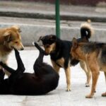 Campaña por 300 perros y gatos en riesgo de quedar en la calle en Cali