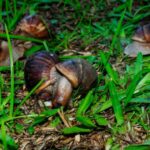 Caracoles africanos generan pérdidas en la agricultura de la Sierra Nevada