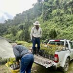 Cumplen entrega de 3 mil árboles en algunos sectores rurales de Manizales