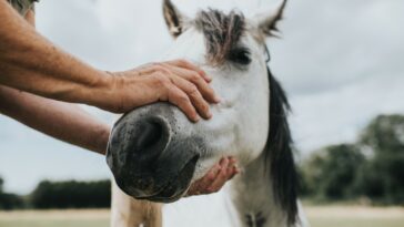 Dieciséis caballos lesionados dejó la cabalgata de las fiestas de Sogamoso