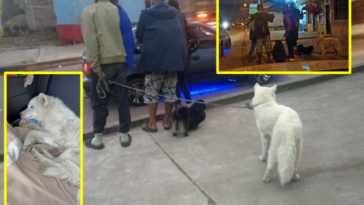 El perro husky siberiano rescatado en Ipiales será entregado a su familia en Ecuador, lo habían hurtado y cruzado la frontera