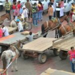 En Valledupar se están robando y matando los caballos