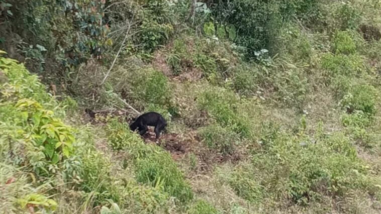 Avistamiento Oso Andino Suroeste Antioqueño