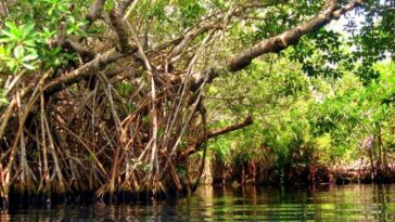 Multinacional Cerrejón, pretende restaurar 56 hectáreas con tres especies de mangles nativos en Punta Gallinas, Bahía Hondita y Pusheo en la Alta Guajira.