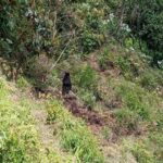 Reportan avistamiento de enorme oso en Ciudad Bolivar Antioquia 1