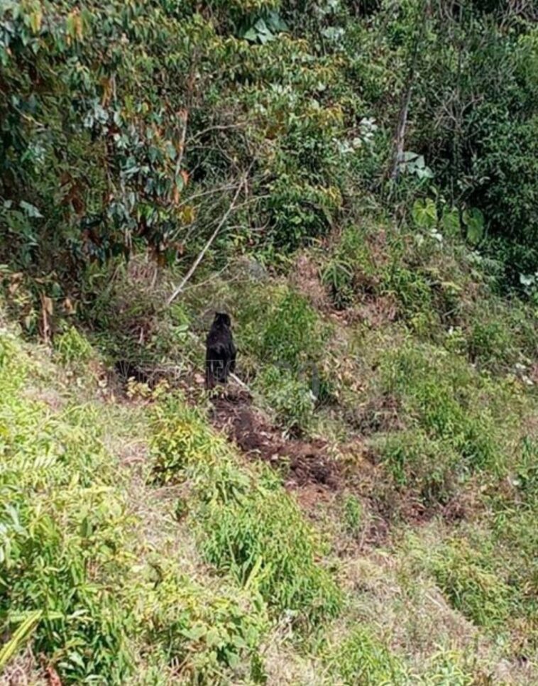 Reportan avistamiento de enorme oso en Ciudad Bolivar Antioquia 1