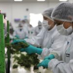 Flora y Clever, entre las empresas que exportarían flor seca de cannabis