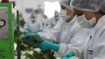 Flora y Clever, entre las empresas que exportarían flor seca de cannabis