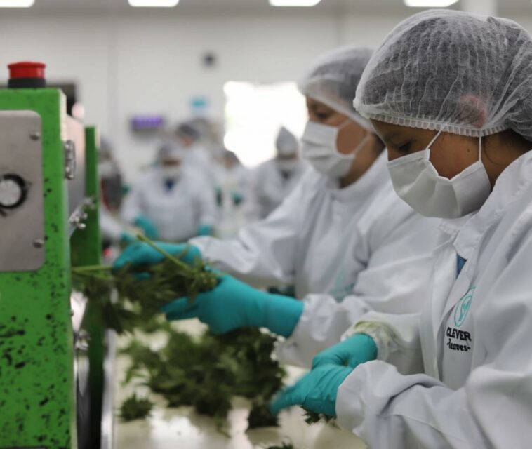 Flora y Clever, entre las empresas que exportarían flor seca de cannabis