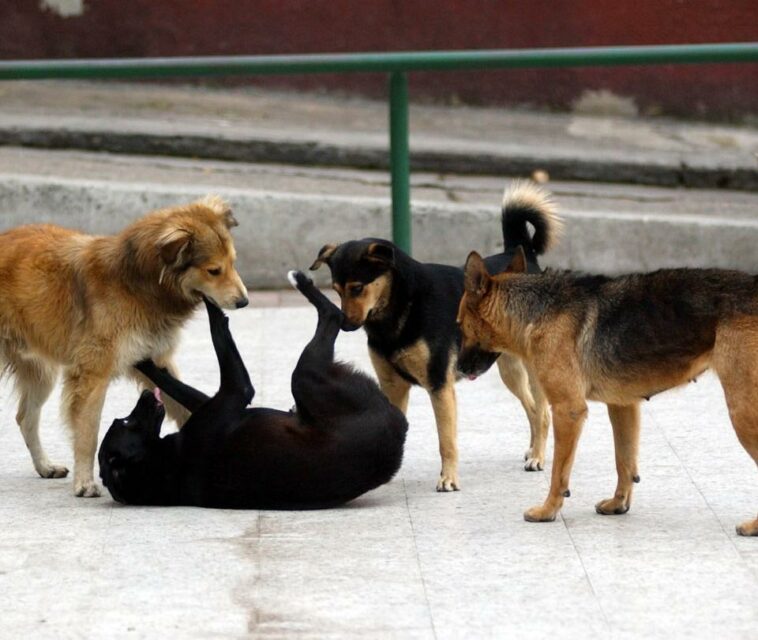 Hay más de 12 mil perros callejeros en Santa Marta