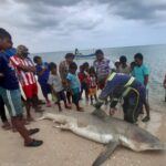 Indignación por sacrificio de un tiburón blanco en la Alta Guajira