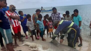 Indignación por sacrificio de un tiburón blanco en la Alta Guajira